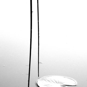 Фотография под названием "Seerose 7" - Daniel Rohrbach, Подлинное произведение искусства