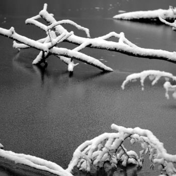 Fotografie getiteld "snow trees" door Daniel Rohrbach, Origineel Kunstwerk