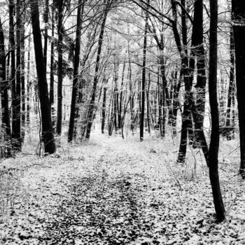 Photographie intitulée "Im Wald" par Daniel Rohrbach, Œuvre d'art originale, Photographie numérique