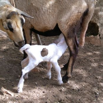 Fotografia intitulada "Just born" por Efi Keren, Obras de arte originais