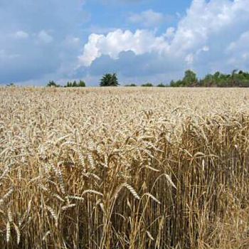 Fotografía titulada "Field" por Efi Keren, Obra de arte original