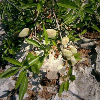 Photography titled "Olives on the stone" by Efi Keren, Original Artwork