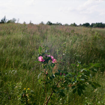 Photography titled "Meadow rosehip flow…" by Ekaterina Kastalskaya, Original Artwork, Analog photography