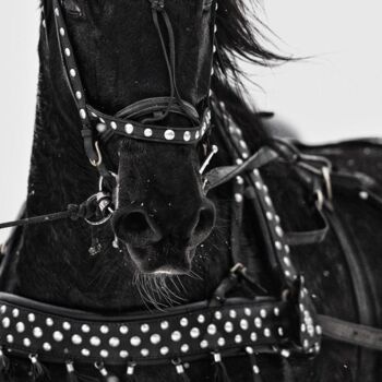 Photography titled "Trace-horse" by Alexander Zabegin, Original Artwork, Digital Photography Mounted on Aluminium