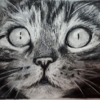 Drawing titled "Tabby sketch" by Elaine Coughlan, Original Artwork, Pencil