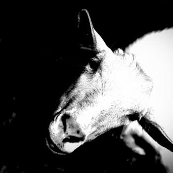 Photographie intitulée "Goat" par Elena Bandurka, Œuvre d'art originale, Photographie numérique