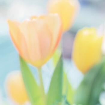 Fotografie getiteld "Tulipanes" door Elena Gurinenko, Origineel Kunstwerk, Digitale fotografie