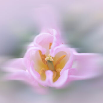 Fotografía titulada "Tulipán en movimien…" por Elena Gurinenko, Obra de arte original, Fotografía digital