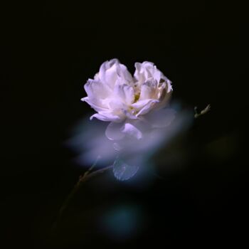 Photographie intitulée "Rosa" par Elena Gurinenko, Œuvre d'art originale, Photographie numérique