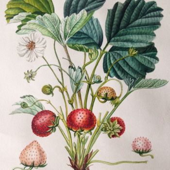 Malerei mit dem Titel "Botanical illustrat…" von Elena Maslova, Original-Kunstwerk, Aquarell