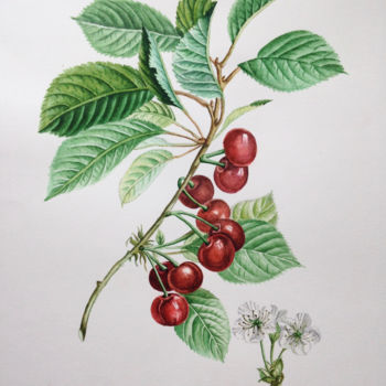 Pintura intitulada "Botanical Illustrat…" por Elena Maslova, Obras de arte originais, Aquarela