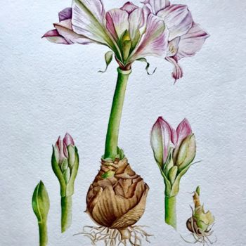 Malerei mit dem Titel "Botanical Illustrat…" von Elena Maslova, Original-Kunstwerk, Aquarell
