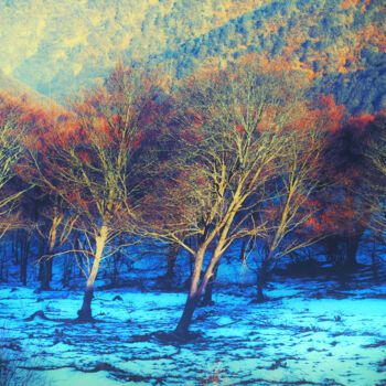 Photographie intitulée "Trees in light" par Elena Raceala, Œuvre d'art originale, Photographie numérique