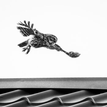 Fotografía titulada "Сыч - полет над гор…" por Elina Litovkina, Obra de arte original, Fotografía manipulada
