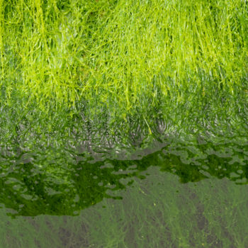 Photographie intitulée "bord d'eau 1.jpg" par Elisabeth Laplante, Œuvre d'art originale, Photographie numérique