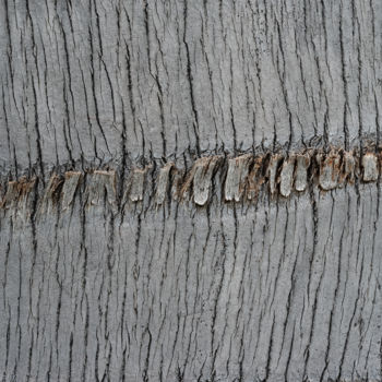 Photographie intitulée "Dents de tronc.jpg" par Elisabeth Laplante, Œuvre d'art originale, Photographie numérique