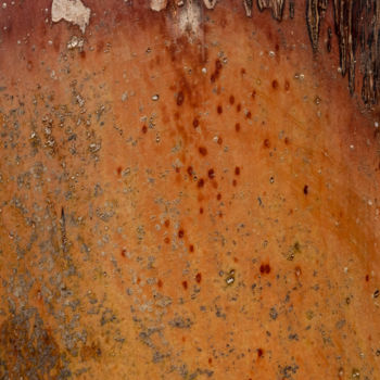 Fotografia intitolato "tronc orange.jpg" da Elisabeth Laplante, Opera d'arte originale, Fotografia digitale