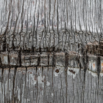 Photography titled "grey palmtree.jpg" by Elisabeth Laplante, Original Artwork, Digital Photography