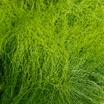 Φωτογραφία με τίτλο "épi d'algues.jpg" από Elisabeth Laplante, Αυθεντικά έργα τέχνης, Ψηφιακή φωτογραφία
