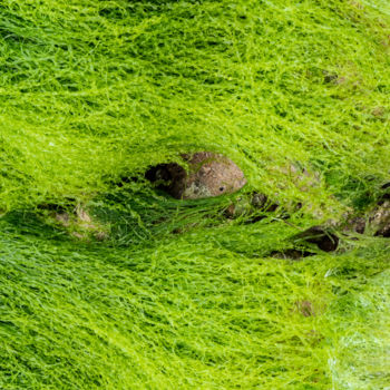 Fotografia intitolato "algues deux.jpg" da Elisabeth Laplante, Opera d'arte originale, Fotografia digitale