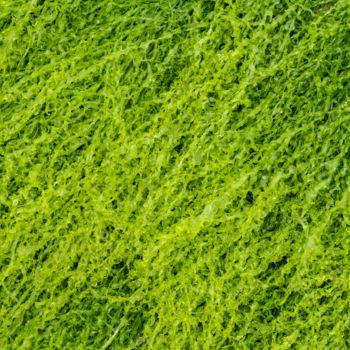 Фотография под названием "vert frisé.jpg" - Elisabeth Laplante, Подлинное произведение искусства, Цифровая фотография