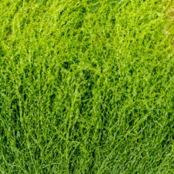 摄影 标题为“algues quatre.jpg” 由Elisabeth Laplante, 原创艺术品, 数码摄影