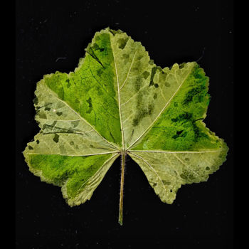 Photographie intitulée "MALVA" par Elisabetta Nannini Ne, Œuvre d'art originale, Travail numérique 2D