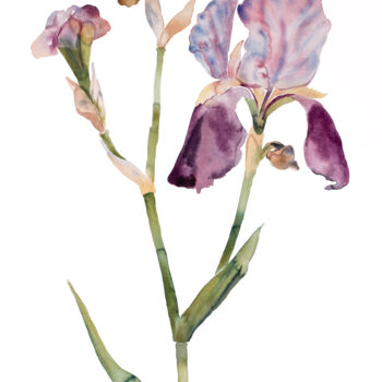 Peinture intitulée "Iris No. 197" par Elizabeth Becker, Œuvre d'art originale, Aquarelle