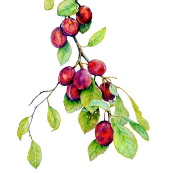 Painting titled "Red Plums" by Elizabeth Sadler, Original Artwork, Watercolor