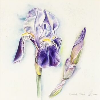 绘画 标题为“Bearded Iris” 由Elizabeth Sadler, 原创艺术品, 水彩 安装在木板上