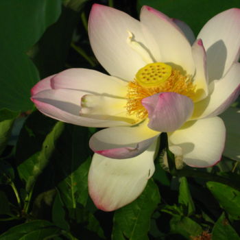 Photography titled "Lotus Lily" by Elke Matthaeus, Original Artwork