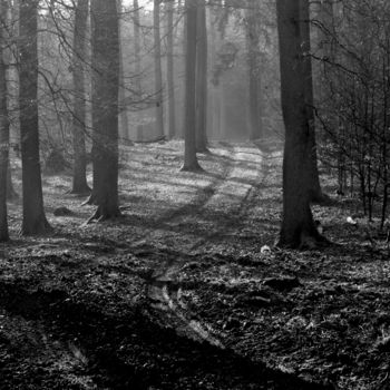 Fotografie getiteld "Forest Trail" door Elke Matthaeus, Origineel Kunstwerk