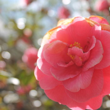 Fotografia intitulada "Camellia" por Elke Matthaeus, Obras de arte originais