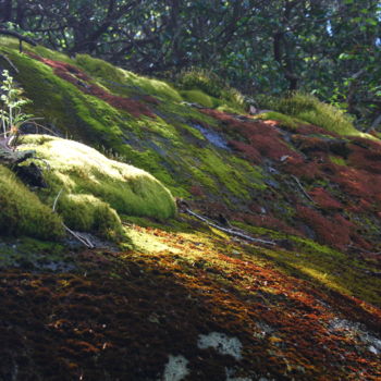 Photography titled "Lichen covered rock" by Elke Matthaeus, Original Artwork