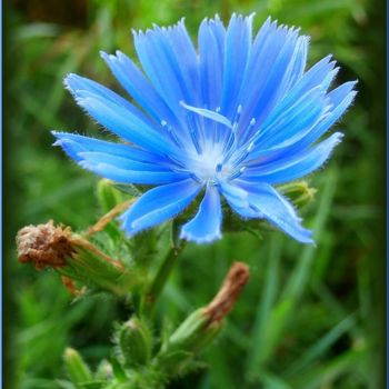 Photography titled "fleur-bleu-2.jpg" by Ellefenix, Original Artwork