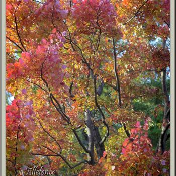 "rouges-d-automne-ar…" başlıklı Fotoğraf Ellefenix tarafından, Orijinal sanat