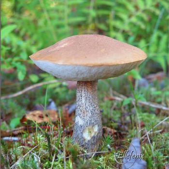 Photographie intitulée "champignon-art-maje…" par Ellefenix, Œuvre d'art originale