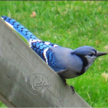 Fotografia intitulada "jais-bleu-2-art-maj…" por Ellefenix, Obras de arte originais