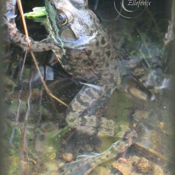 Photography titled "grenouille-art-maje…" by Ellefenix, Original Artwork