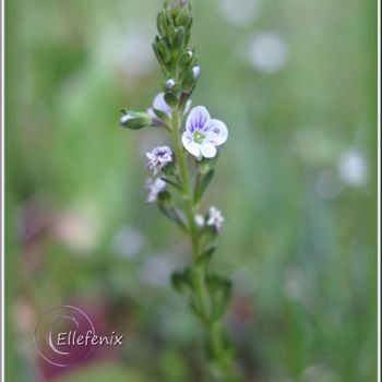 Fotografía titulada "minie-beaute-art-ma…" por Ellefenix, Obra de arte original