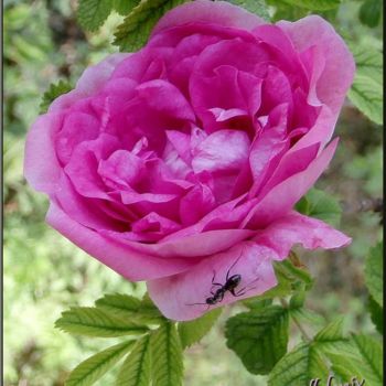 Fotografie mit dem Titel "rose-et-fourmi.jpg" von Ellefenix, Original-Kunstwerk