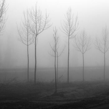 Fotografia intitolato "Alberi nella nebbia" da Elliott Grieshofer, Opera d'arte originale, Fotografia digitale