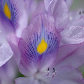 Photography titled "hyacinth I" by Elliza Hashim, Original Artwork
