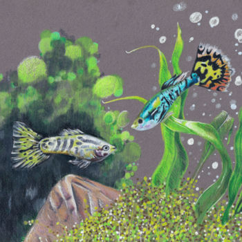 Dessin intitulée "Males guppys nagent…" par Elodie Verbeke, Œuvre d'art originale, Crayon