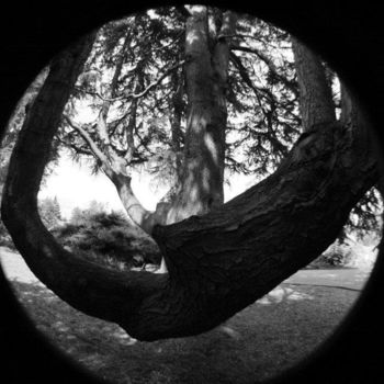 Photography titled "Weird Tree" by Elodie.M Richard, Original Artwork