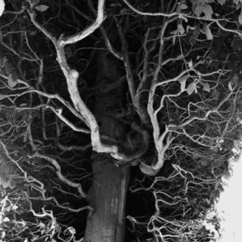 「Fairy Tree」というタイトルの写真撮影 Elodie.M Richardによって, オリジナルのアートワーク