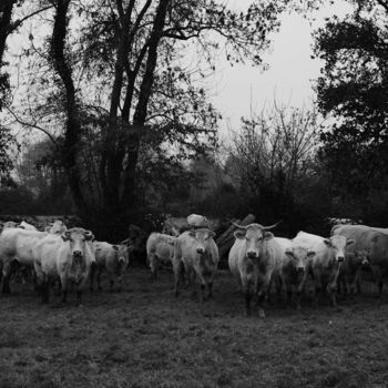 Photography titled "French cows, South…" by Elodie.M Richard, Original Artwork