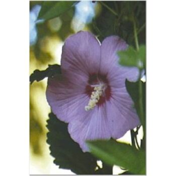 Photography titled "Pink Hibiscus" by Elra Norris, Original Artwork