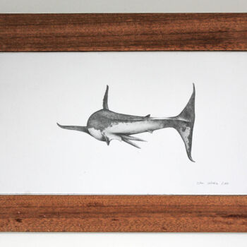 Drawing titled "Great White male" by Elran Valceka, Original Artwork, Pencil Mounted on Cardboard