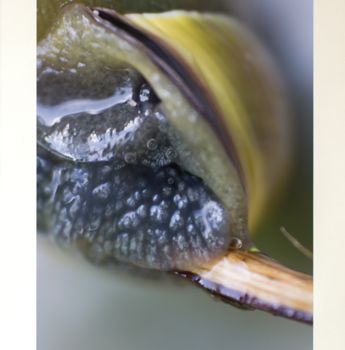 Fotografie mit dem Titel "snail 21092014" von Els., Original-Kunstwerk, Digitale Fotografie Auf Karton montiert